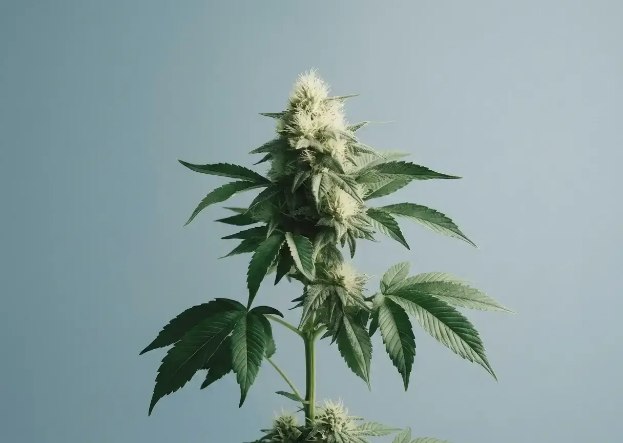 bud flower plant